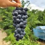 [선물][명절선물]지리산 흥부골 아영 포도 켐벨 3kg 7-8송이 9송이 : 우원농장