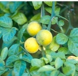 지실추출물 탱자추출물 Poncirus Trifoliata Fruit Extract
