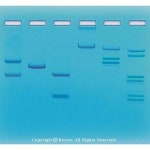 제한효소실험세트