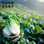 땅끝식품 해남 절임배추 20kg