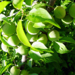 고추장 매실장아찌 800g