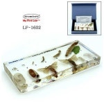 성장표본누에 LF-1602