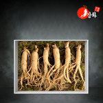 강화초지인삼 5년근 난발삼 1채 750g 10-15뿌리