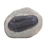 삼엽충 화석모형