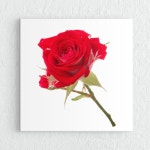 꾸밈 cv367-장미빛인생 레드핑크 노프레임