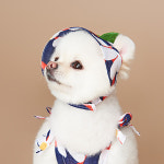 썸머데이지 롬퍼