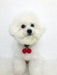 뽀숑 미니 체리 목걸이