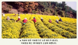 안동국화차영농조합 유기농 전통 꽃차 국화차 선물세트