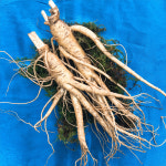 풍기금계농장 인삼 햇수삼 7-8뿌리 선물용 가정 다양