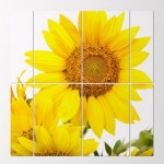 꾸밈 tf618-멀티액자 아름다운해바라기