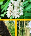 풋풋농장 선물용 벌꿀