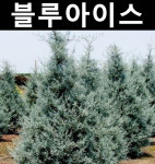블루아이스 묘목 키80 분 1개 정원 공원 조경수