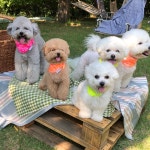 꼴레트멍멍 페이즐리 쿨 강아지 고양이 스카프 봉쥬르뚜뚜 여름 악세사리