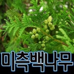 미측백나무 미측백묘목 1.5m 2m 2.5m 서양측백나무묘