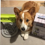 큐티펫 QTPET 슬로우피더 지능개발 장난감 노즈워크