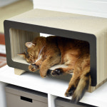 캣온 캣퍼니쳐 560 x 260 x 라 텔레 200 120 013