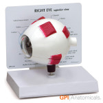 GPI USA 안구 해부모형 2분리 안구모형 Right Eye Model G2751