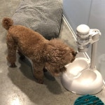 반려동물 카메라 자동급식기 강아지 정수기 걸이 주전자 고양이 자동 급수기 테디 급식기 신