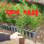 편백묘목 포트묘