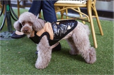 패리스독 웨스턴패딩 옵션 1