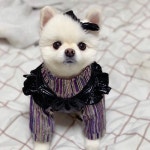 찰리셋 강아지 쎈언니 가죽OPS 디스코 폴라티 세트 S 라이더 원피스 셔츠