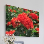 아트박스 꾸밈 tl346-폼아크릴액자78CmX56Cm 블루밍레드로즈