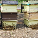 레이디농장 칠갑산 국산 벌화분