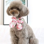 강아지 스카프 L 3색 애견 악세사리 목도리 머플러