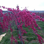 수양꽃복숭아 R2cm