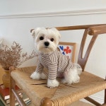 꼴레트멍멍 뽀송이 터틀넥 강아지티셔츠 봉쥬르뚜뚜 겨울