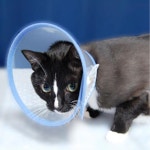 시야확보 투명창 국산 강아지 넥카라M 동물병원 발사탕