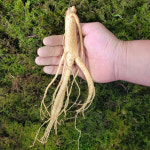 금산인삼 수삼선물용 바구니16호 원수삼중 700g 13 16뿌리