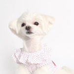 이츠독 큐티러브 프릴 강아지티셔츠 애견민소매티셔츠