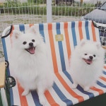 탁펫 고양이 강아지 레빗 상복