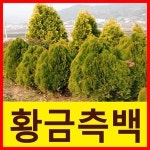 순희농장 측백나무 황금측백나무 에메랄드그린 에메랄