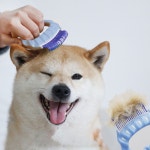 강아지 고양이 조개빗 NJUB2798