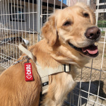 노브랜드 강아지 인식표 애견 이름표 꼬꼬멍 가독성 네임택 등록번호 01꽉찬하트 1개