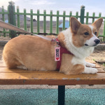 노브랜드 강아지 인식표 애견 이름표 꼬꼬멍 가독성 네임택 등록번호 01꽉찬하트 1개