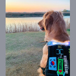 노브랜드 강아지 인식표 애견 이름표 꼬꼬멍 가독성 네임택 등록번호 01꽉찬하트 1개