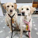 노브랜드 강아지 인식표 애견 이름표 꼬꼬멍 가독성 네임택 등록번호 01꽉찬하트 1개