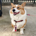 노브랜드 강아지 인식표 애견 이름표 꼬꼬멍 가독성 네임택 등록번호 01꽉찬하트 1개