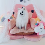 파테크 부분이발기 PC-B008