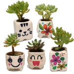 만들기대장 다육식물 화분 꾸며만들기 식물화분 랜덤 배양토포함