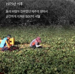 청룡농원 빨간양배추 브로콜리즙 110ml x 75포
