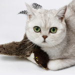 펫케어 춤추는새 참새 움직이는 고양이 캣닢 자동 장난감