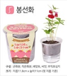 식물키우기 세트 집에서할수있는취미 5종