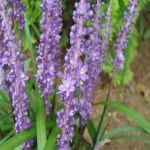 꽃모종 맥문동 포트묘 10개묶음 묘목 h0700