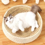 고양이 꾹꾹이 방석 대형 스크래처 고양이용품