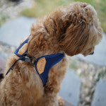 찰리스백야드 이지 하네스