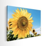 해바라기 캔버스 액자 A2 사이즈 인테리어 그림 돈들어오는 풍수지리 SF-W-14